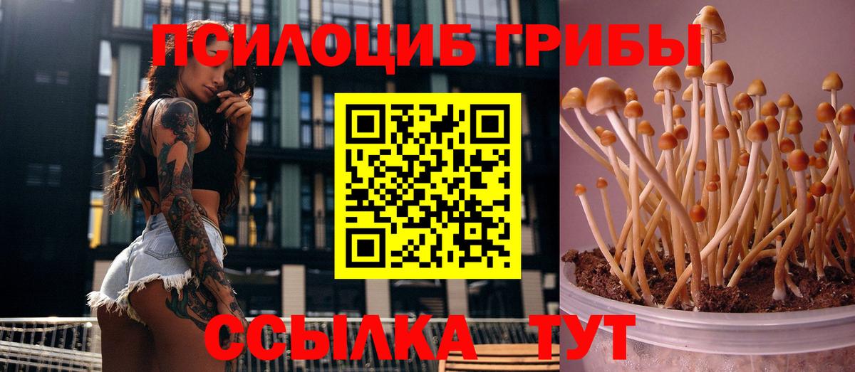 Псилоцибиновые грибы MAGIC MUSHROOMS  продажа наркотиков  Алексеевка  Вход с VPN 
